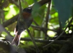 Maroon-belted Chat-tyrant